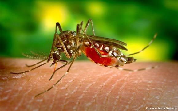 Зачестяват случаите на западнонилска треска у нас