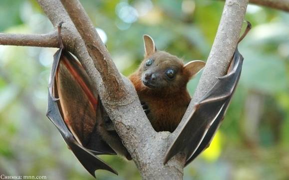 Бургас отново ще посрещне Международната нощ на прилепите