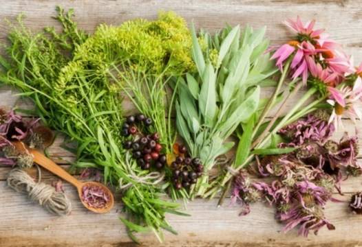 Билката на Васил Левски, която бори рака и лекува още поне 10 болести!