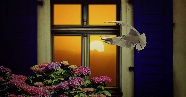 Ако в прозореца се забие птица