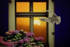 Ако в прозореца се забие птица