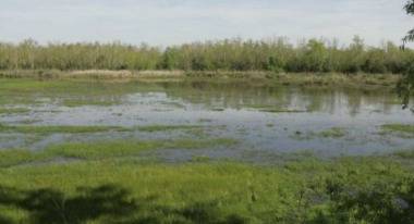 Смразяваща кръвта находка в блатиста местност край Първомай