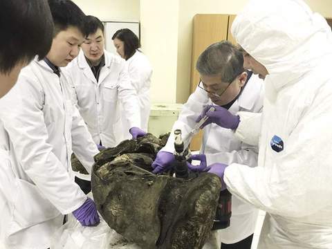 Клонирането на мамут ще бъде успешно до 10 години, прогнозират сибирски учени