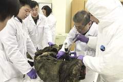 Клонирането на мамут ще бъде успешно до 10 години, прогнозират сибирски учени