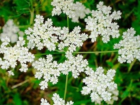 Какво е анасон и какви са полезните му свойства?