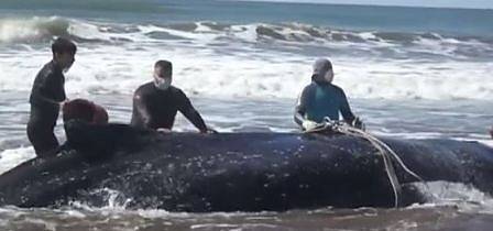 Спасителна акция: Върнаха кит в океана след 28-часово засядане на сушата