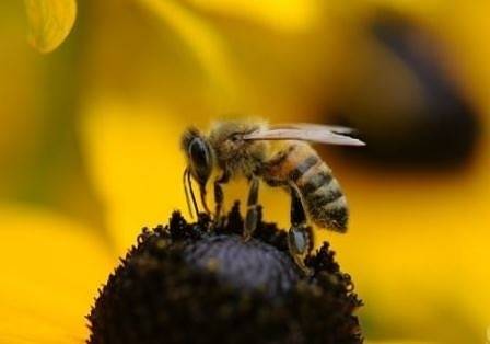 В новата ОСП трябва да има директни плащания за опрашване