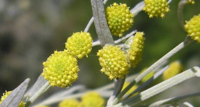 Пелинът – народният елексир