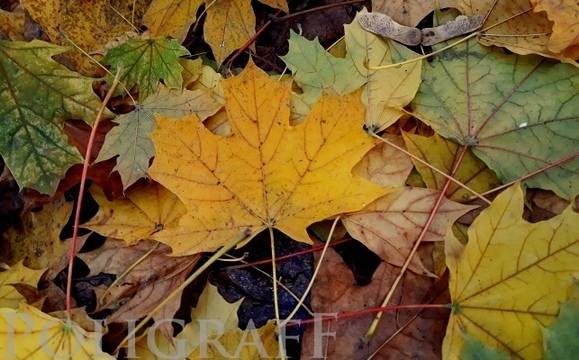 Работната седмица завършва с разкъсана облачност и валежи над Югоизточна България