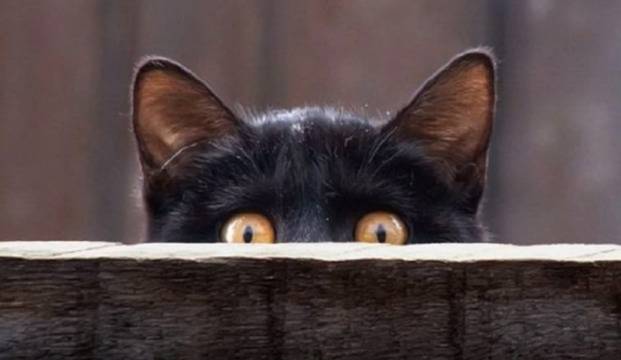 Знаци на Съдбата ,Поличби или Помощта на Вселената