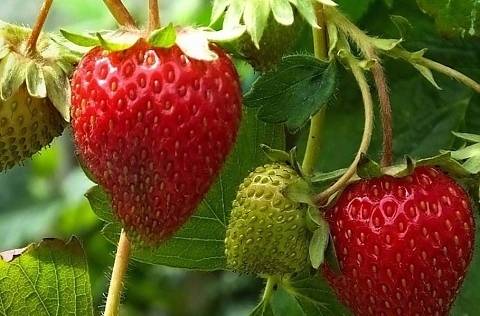 Съвети за начинаещи градинари: Есенни грижи за ягодите