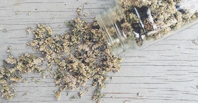 Златна българска билка-Всеки я знае, но малко я ползват, въпреки че лекува 100 болести