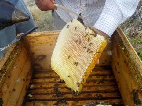 Билкарят дядо Митко на 95: Не купувайте мед, а пита! Тя е 24-часова защита за здравето (жилав и пъргав като козичка)