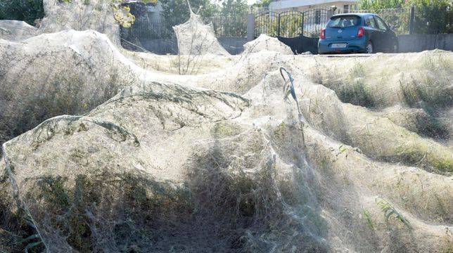 Рояк от паяци покри брега на гръцко езеро с 1 000-метрова мрежа