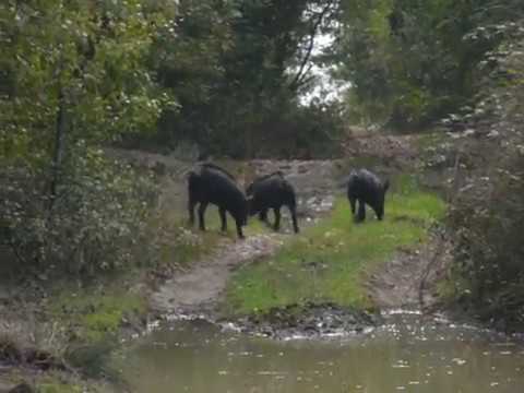 ПРАСЕТА НИ ИЗНЕНАДАХА В ГОРИТЕ НА ШКОРПИЛОВЦИ