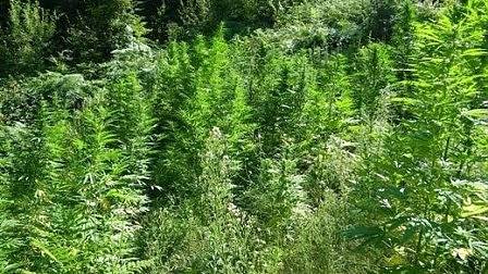 Кметът жътвар на канабис остава в ареста за постоянно