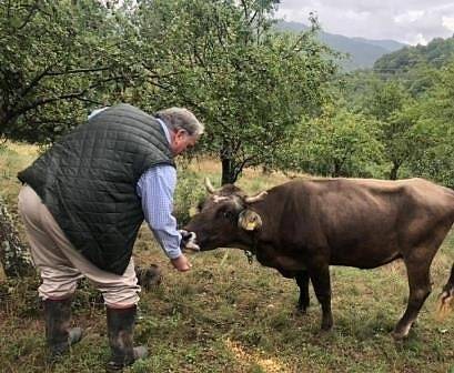 Станалата международно известна крава Пенка очаква теленце