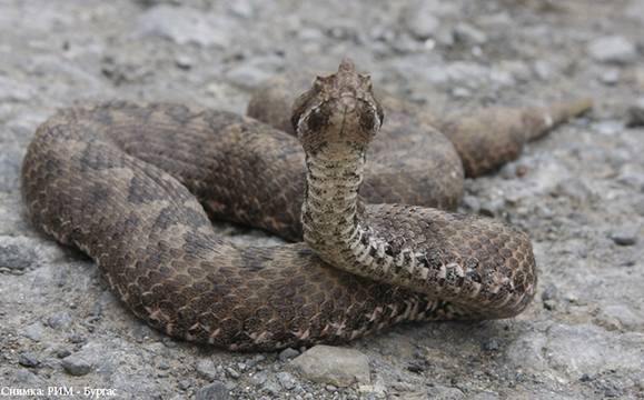 Уредникът на Природонаучния музей разказва за Отровните змии в България тази събота