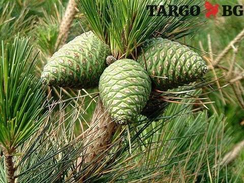 Природното чудо, което помага за възстановяване от инсулт и го предотвратява!