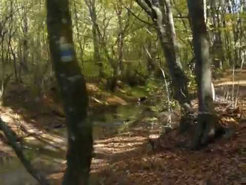 НА ПЪТ ПРЕЗ КРАСИВА ЕСЕННА ГОРА ОТ ТРИТЕ ВОДЕНИЦИ ДО СЕЛО ЯРЕБИЧНА