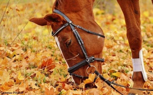 Полицаи спряха нерегламентирано състезание с каруци