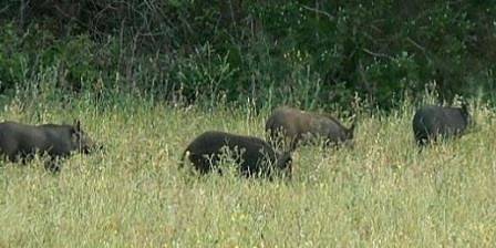 Открити са първи случаи на африканска чума при диви свине в област Добрич