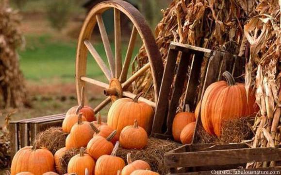 България загуби първенството по производство на тикви в ЕС