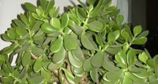 Сложете това растение в дома си и парите буквално ще „завалят“