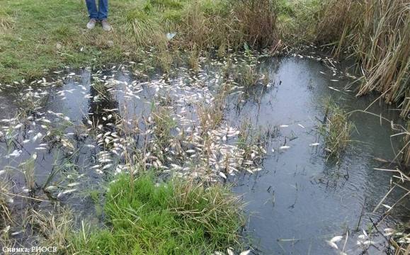 Повторна проверка установи мъртва риба във водоем край Поморие