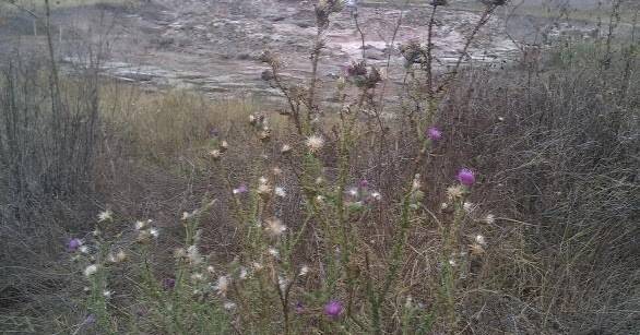 Проблеми с ерекцията