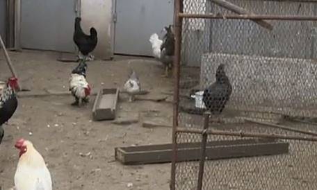 БАБХ: Отглеждането на животни в задния двор за лични нужди няма да се криминализира