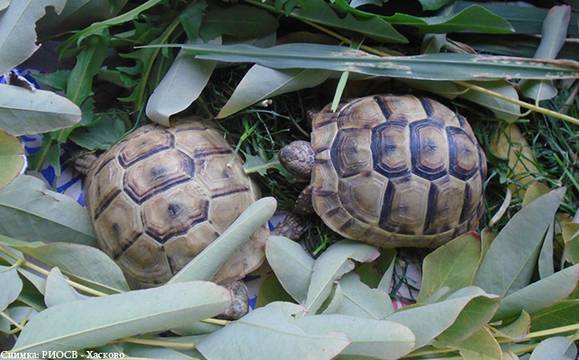 Хванаха турчин с костенурки от защитен вид на „Капитан Андреево“