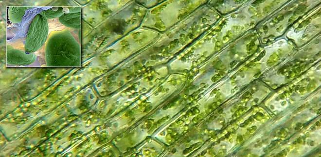 Фотосинтеза. Хлоропласти и хлорофил. Цикъл на Калвин