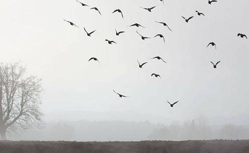 Днес облачно с превалявания от сняг. Максималните температури ще са между 1° и 6°