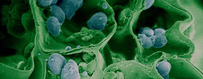 Цикъл на Кребс. Митохондрии