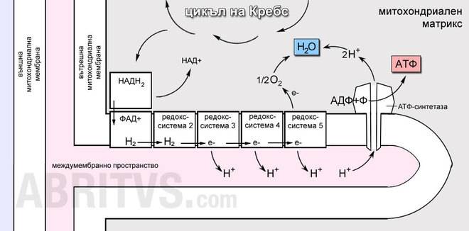 Окислително фософорилиране, АТФ и дихателни вериги