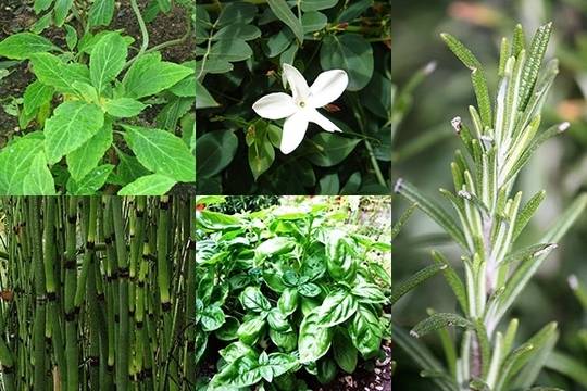 Това са Растенията, Които Носят Положителни Енергии в Дома Ви