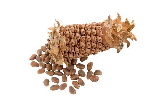 Пиноленова киселина от Корейски бор за отслабване