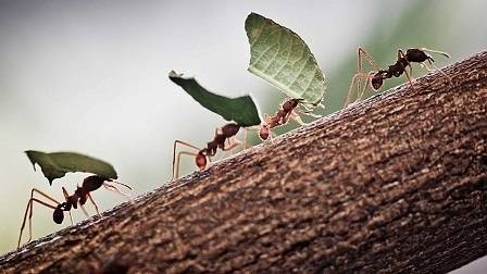 И мравките боледуват! Излизат в „болнични“, за да не заразят другите