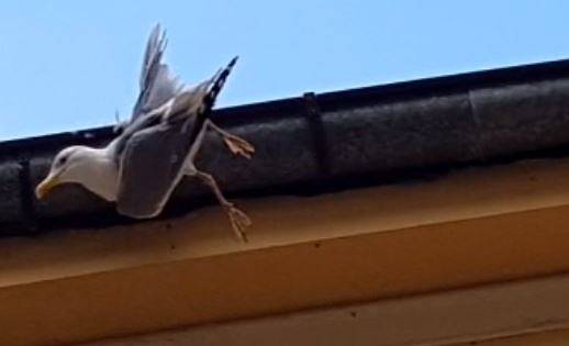 Пожарникар от Пловдив спаси гларус, заклещен на покрив (СНИМКИ)