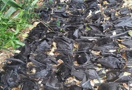 Девойка откри в дома си 5 000 мъртви прилепи. Това било като филм на ужасите