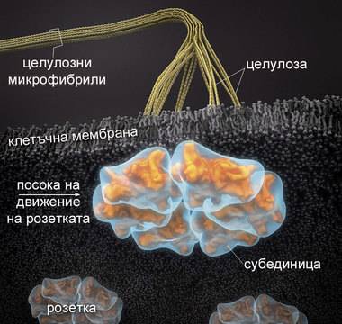 Клетъчна стена – ABRITVS