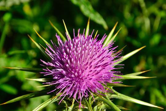 Помощ от природата в борбата с хепатит C