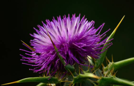 Природна помощ при хепатит и проблеми с черния дроб