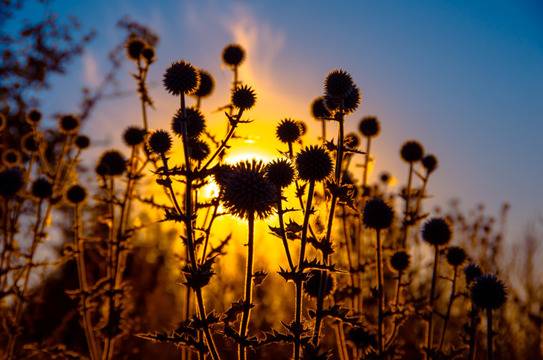 Проблеми с черния дроб? Как да си помогнете?