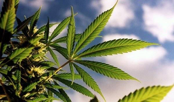 Научно пътешествие из тъмната страна на канабиса