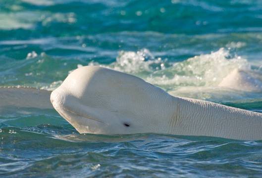 Тихоокеанският флот на Русия обеща да помогне на Памела Андерсън