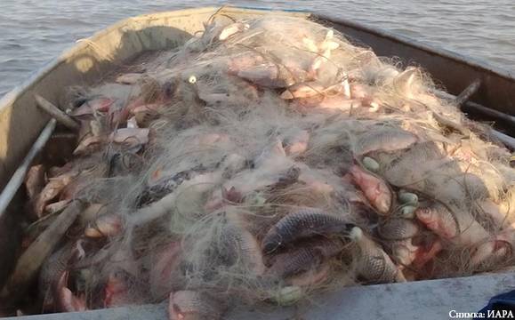 Бракониерски мрежи с 1 тон сребриста каракуда бяха извадени от водите на яз. Мандра