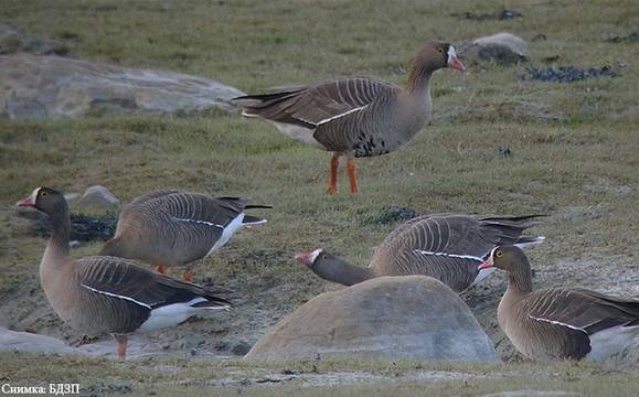 За пръв път: 11 малки белочели гъски наблюдавани в Атанасовско езеро