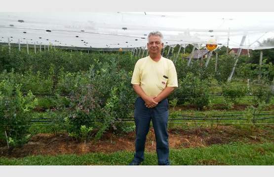 Наш емигрант от Ню Йорк отглежда US боровинки в Сопот